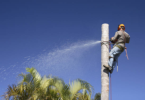 Best Tree Removal  in Combe, LA