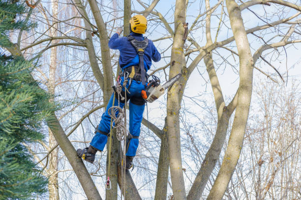 Best Tree Disease Treatment  in Combe, LA