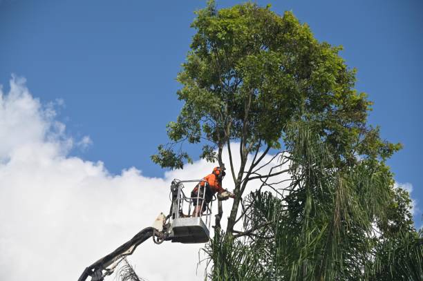 Best Root Management and Removal  in Combe, LA