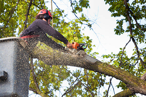 Best Stump Grinding and Removal  in Combe, LA