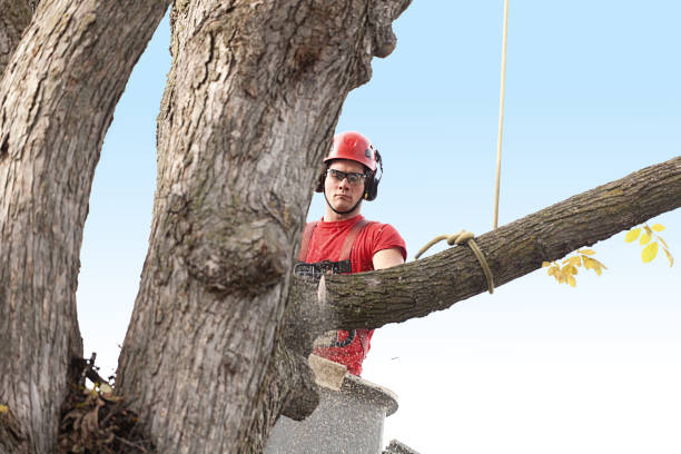  Combe, LA Tree Care Pros